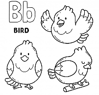BIRD Coloring Study